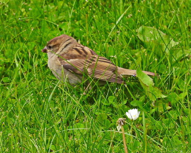 Young Tree Sparrow 2