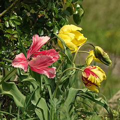 les Tulipes du jardin ont tenu leur promesse