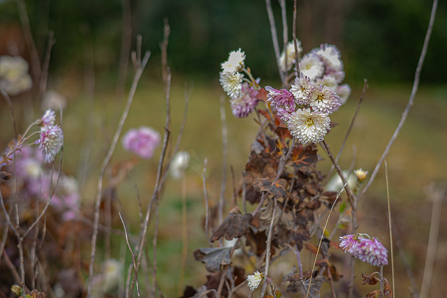 Drying wild flowers Drying wild flowers