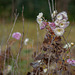 Drying wild flowers