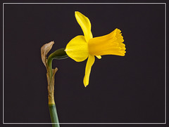 Miniature Daffodil