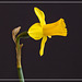 Miniature Daffodil