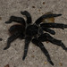 IMG 2824 Tarantula-2