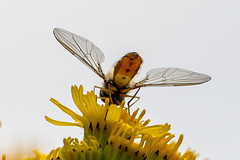 20140714 3932VRMw [D~LIP] Hainschwebfliege (Episyphus balteatus), [Wander-, Winterschwebfliege], UWZ, Bad Salzuflen