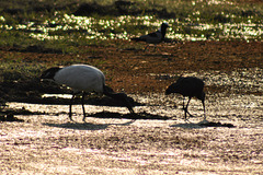 Jakanao (fone), blanka ibiso kaj mustaĉibiso. Okavango-Delto