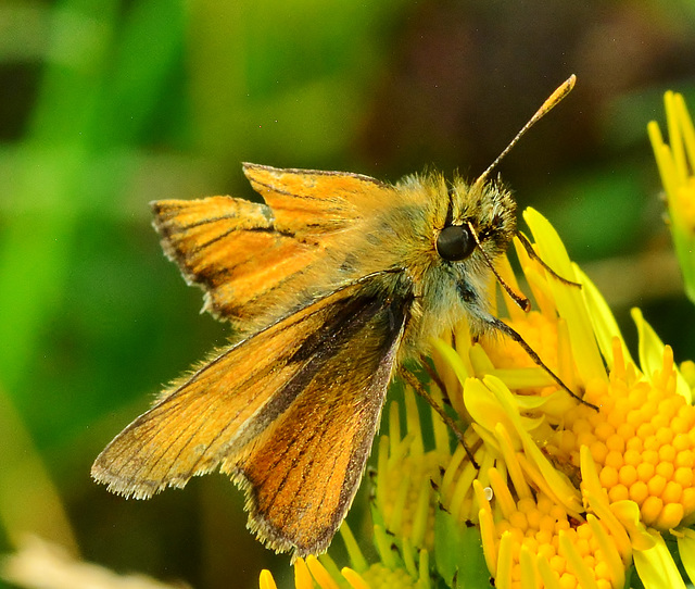 Small Skipper. Thymelicus lineola