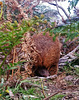 wombat with joey in the pouch