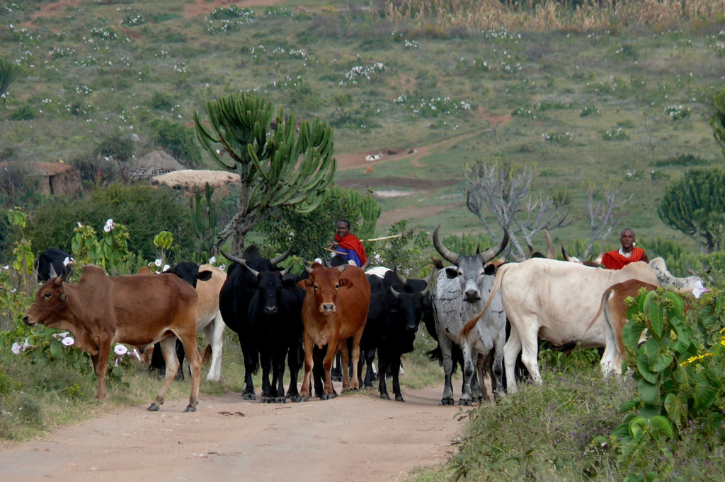 Zébus de Tanzanie