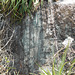 DSCN1970 - Pedra Preta do Norte gravura