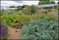 Massifs centre-sud -Chou maritime Crambe maritima (1) Massifs centre-sud -Chou maritime Crambe maritima (1)