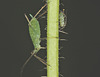 Aphids EF7A4772