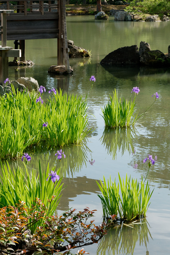 Temple Kinkaku-ji (金閣寺) (le Pavillon d'or) (8)