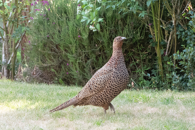 Hen Pheasant