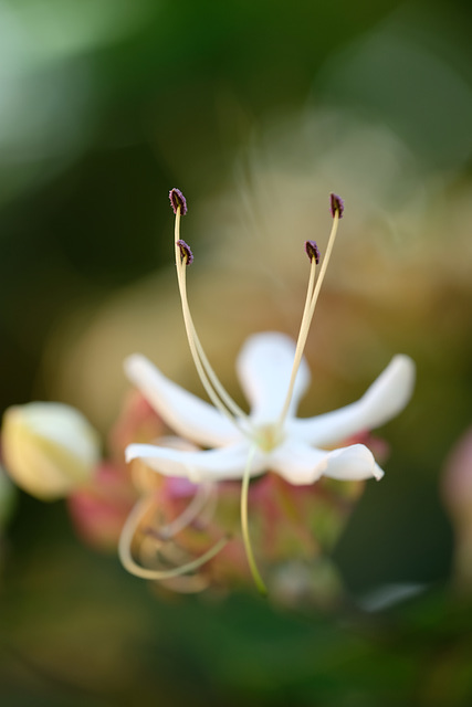 DSCF7098