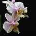 Phalaenopsis wiganae  (1)