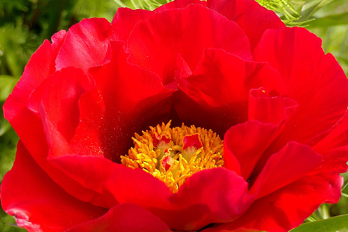 Enfin épanouie... "ma" Scarlet O'Hara