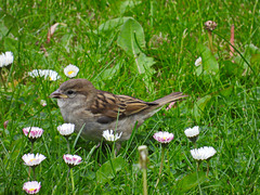 Young Tree Sparrow 3