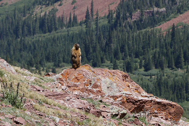 Yellow-bellied Marmot