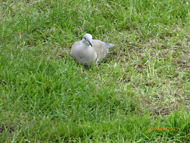 une visiteuse dans le jardin