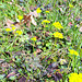 Wechselblättrige Milzkraut (Chrysosplenium alternifolium)