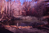Overtoun Pond (aka 'The Lily Pond')- IRChrome