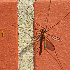 Libelle auf der Mauer - HWW!