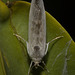 IMG 2821 Moth