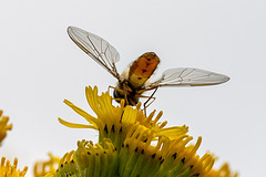 20140714 3930VRMw [D~LIP] Hainschwebfliege (Episyphus balteatus), [Wander-, Winterschwebfliege], UWZ, Bad Salzuflen