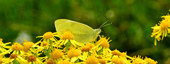 Small White. Pieris rapae