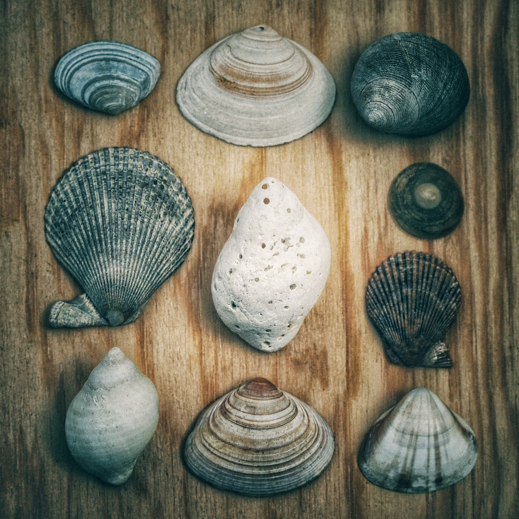 shells