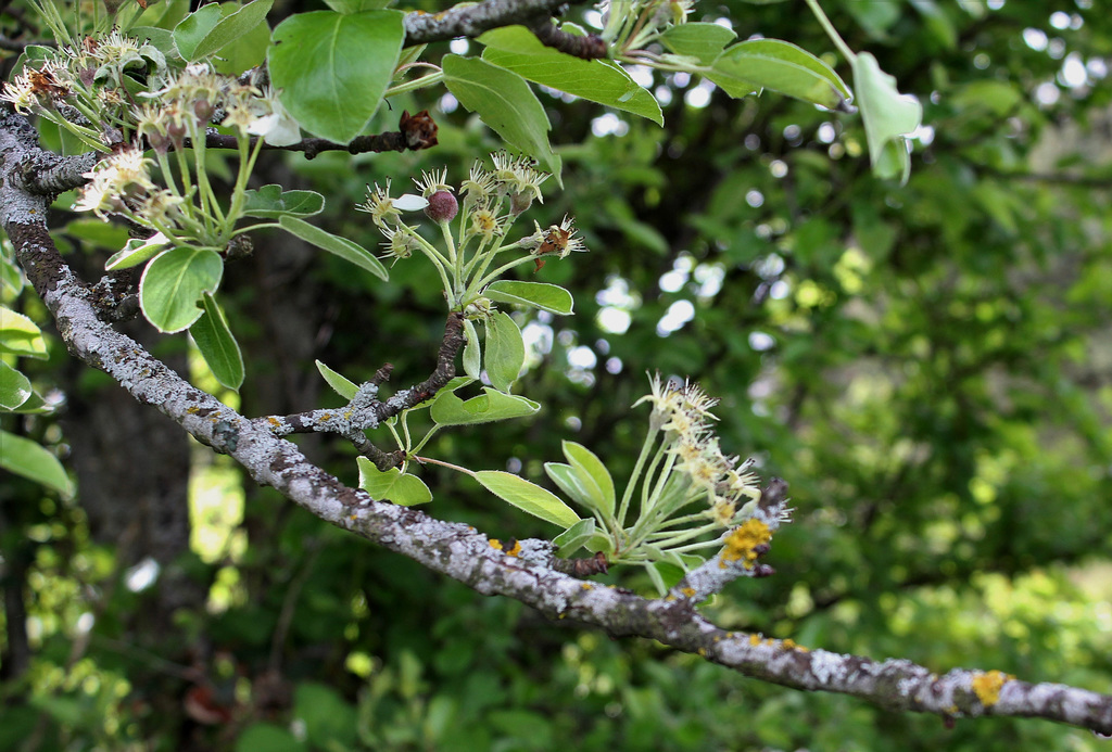 Pyrus pyraster (communis pyraster ) (5)