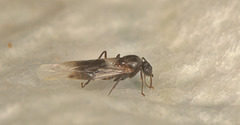 Ant? EF7A4882