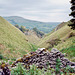 Looking back along Cave Dale towards Castleton (Scan from 1989)