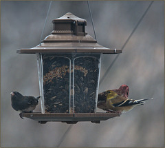 Three birds at the feeder