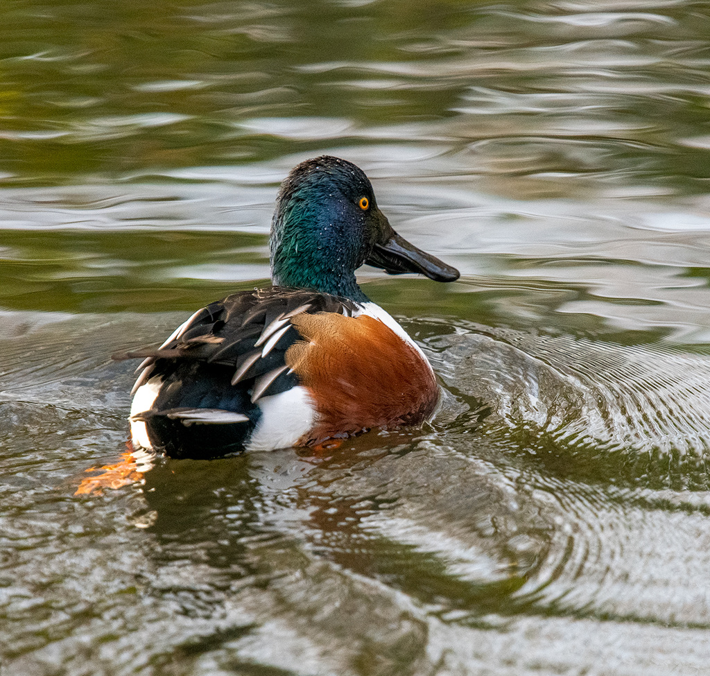 Shoveller duck