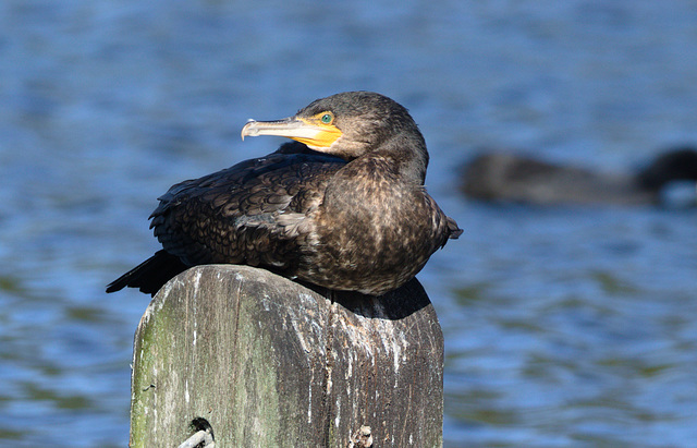 CormorantEF7A7754