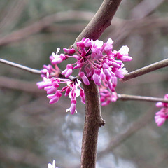 Redbud flowers