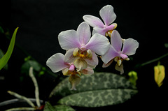 Phalaenopsis wiganae  (2)