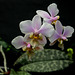 Phalaenopsis wiganae  (2)