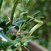 Rough green snake