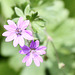 ? sehr kleine Blüten