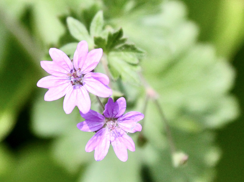 ? sehr kleine Blüten