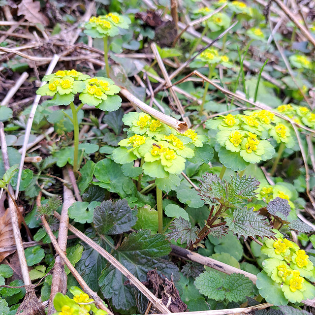 Wechselblättrige Milzkraut (Chrysosplenium alternifolium)