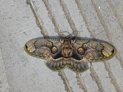 Butterfly found in China