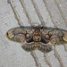 Butterfly found in China