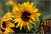 Girasoles