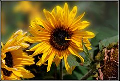 Girasoles