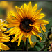 Girasoles