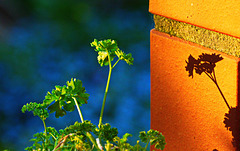 Petersilie an der Mauer - HWW!