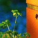 Petersilie an der Mauer - HWW!